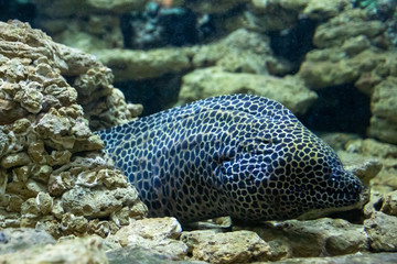Exotic sea fishes in a aquarium