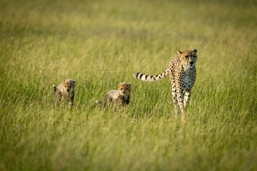 Female cheetah and two cubs cross savannah © Nick Dale
