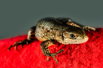 Brown lizard on red background 17