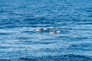 A group of Long-Finned Pilot Whales -Globicephala melas- swimming in the South Atlantic Ocean, near the Falkland Islands