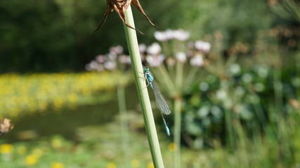 Blue dragon-fly on flower stalk at a pond during summer, Germany