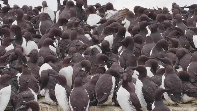 Guillimot (Uria aalge) on a rock.