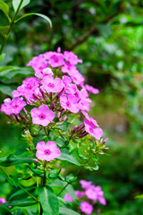 Purple garden Phlox closeup on green foliage background