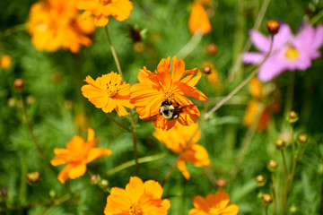 Bee Climbing on an Orange Wildflower