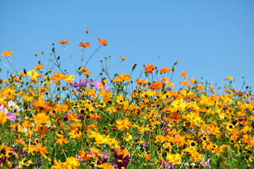 Wildflowers Under A Clear Blue Sky - 276787872