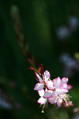 flower in garden