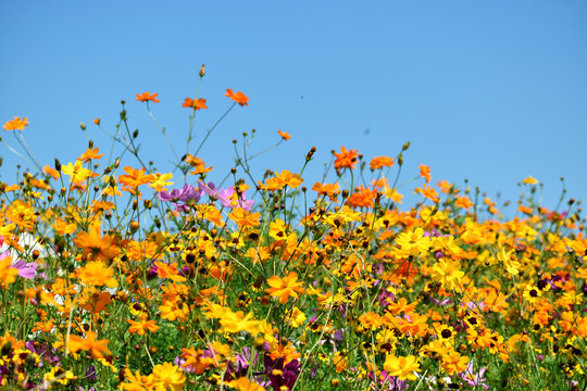Wildflowers Under A Clear Blue Sky