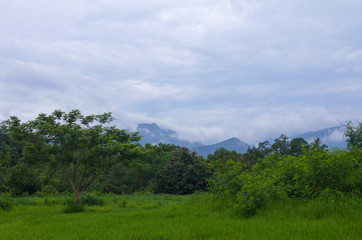 Fototapeta premium Fog on the mountain behind the green forest