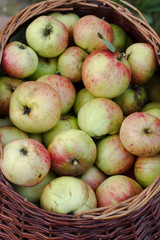 apple harvest