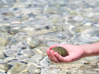 kids hand holding urchin shell over the sea water