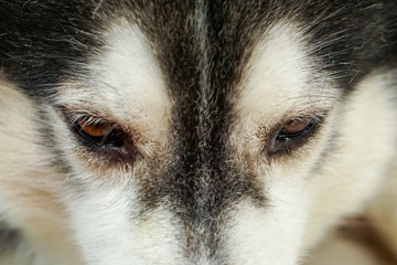 The dog's eye area, Siberia. It has brown eyes and black and white fur. It is looking below.