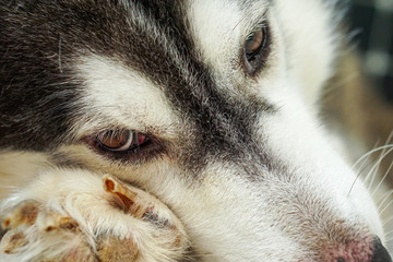 The right eye area of the Siberian dog .It has brown eyes and black and white fur.