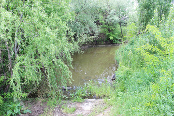 fabulous pond with beautiful trees on the shore. Fantastic picture for your design