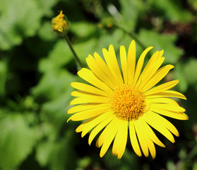 Amazing yellow flower of Leopard's Bane or Doronicum orientale in garden. Close up, top view.