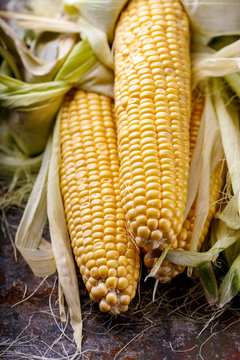 Fresh corn cobs close up on rusty background, top view
