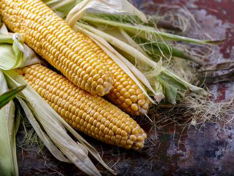Fresh corn cobs close up on rusty background, top view