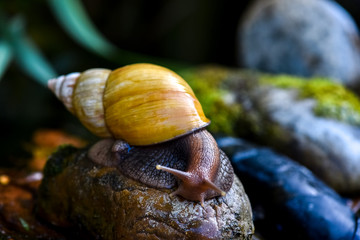  Giant snail Achatina (Latin Achatina fulica). big Achatina snail crawling on the stone