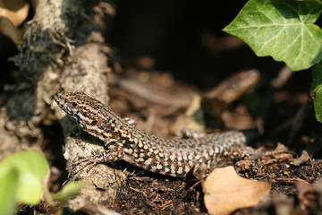 lizard on rock