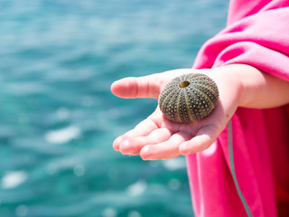 hand holding natural urchin shell with ocean background