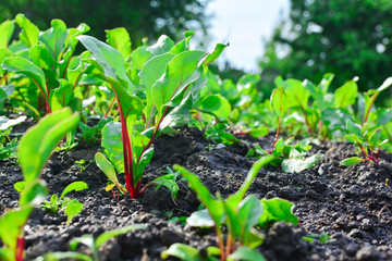 Beet tops on the background soils.