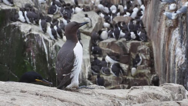 Guillimot (Uria aalge) on a rock.
