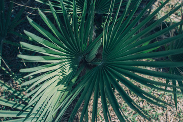 Large palm leaves.