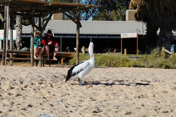 Obraz premium Curious pelican. Pelicano asks what the problem is. Pelicano does not like being photographed.