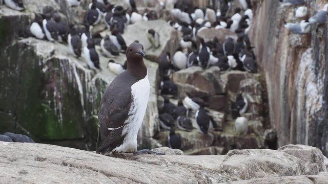 Guillimot (Uria aalge) on a rock.