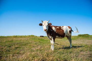 Cows in a farm. Dairy cows