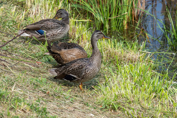 ducks on grass