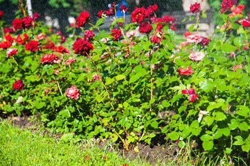 Fototapeta na wymiar Watering lawn and rose flowers in the morning in park
