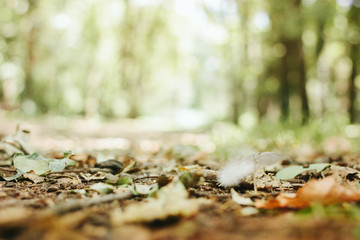 Abstract blurred autumn forest background.