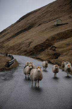 flock of sheep in the road