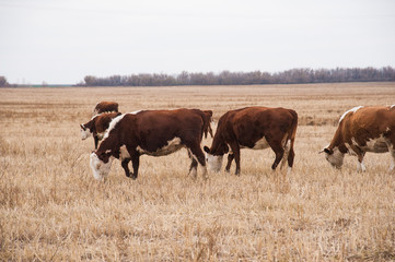 Cows in a farm. Dairy cows