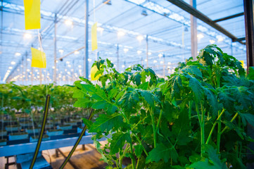 Fototapeta na wymiar Rows of tomato plants growing inside big industrial greenhouse