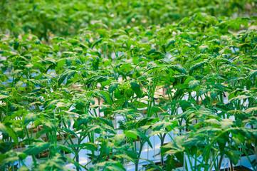 Rows of tomato plants growing inside big industrial greenhouse