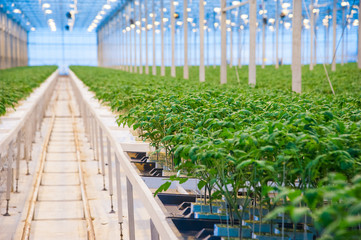 Rows of tomato plants growing inside big industrial greenhouse