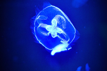 Blue glowing big Jellyfish under water. some jellyfishes swimming in the ocean