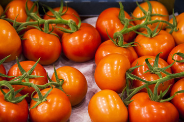 Ripe tomato plant growing in greenhouse