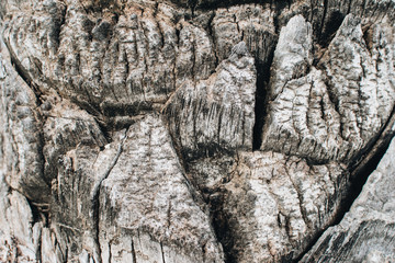 Surface of the bark of palm tree.