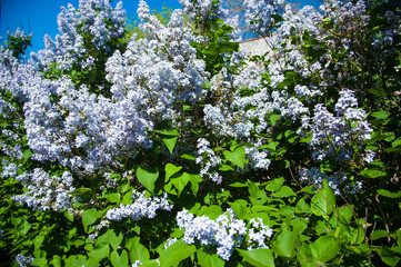 Spring branch of blossoming lilac