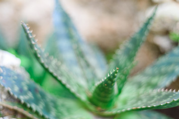 aloe wild growing plant close view, green background