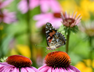 Buckeye Butterfly_on_Echinacea
