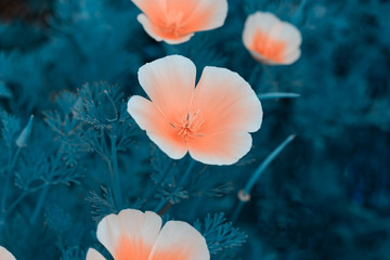 Eschscholzia californica, Fields of California Poppy during peak blooming time