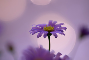 Brachycombe mauve flower