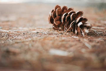 Single pine cone on an autumn blurred background