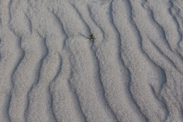 Sandwellen