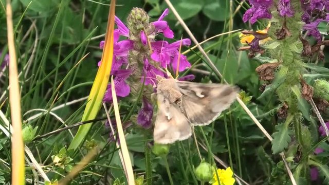 fal&eacute;na su fiore delle prealpi di Ledro