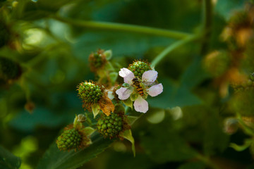 bramble fruit bush green spring bee flower