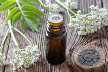 A bottle of valerian essential oil with valerian twigs
